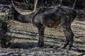 Black alpaca eats fur 1