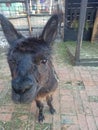 black alpaca head in close up