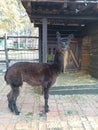Black alpaca profile.  Gentle, considerate and smart representative of his kind Royalty Free Stock Photo