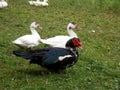 Male Muscovy Duck and babies Royalty Free Stock Photo
