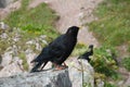Black Alpine Bird Royalty Free Stock Photo