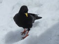 A black Alpine chough bird with a yellow beak is standing in the snow Royalty Free Stock Photo