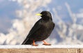 Black alpine jackdaw Royalty Free Stock Photo
