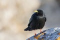 Black alpine jackdaw perched on a rock Royalty Free Stock Photo