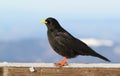 Black alpine Pyrrhocorax graculus Royalty Free Stock Photo