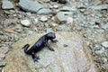 Black Alpine Salamander Royalty Free Stock Photo
