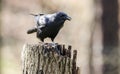 American Crow bird cawing, Athens Georgia USA Royalty Free Stock Photo