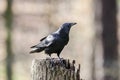 American Crow bird cawing, Athens Georgia USA Royalty Free Stock Photo