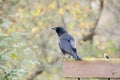 Black American Crow, Georgia, USA Royalty Free Stock Photo