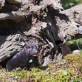 Black American Mink Neovison vison