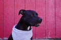 Black American pit bull terrier against a pink wooden rusty door Royalty Free Stock Photo