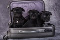 Black American Staffordshire Bull Terrier dogs puppies in a suitcas on gray background Royalty Free Stock Photo