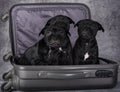 Black American Staffordshire Bull Terrier dogs puppies in a suitcas on gray background Royalty Free Stock Photo