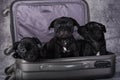 Black American Staffordshire Bull Terrier dogs puppies in a suitcas on gray background Royalty Free Stock Photo