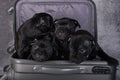 Black American Staffordshire Bull Terrier dogs puppies in a suitcase on gray background Royalty Free Stock Photo