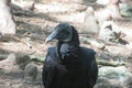 Black american vulture in Florida wild, closeup Royalty Free Stock Photo