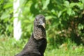 Black american vultures, closeup Royalty Free Stock Photo