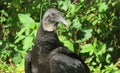 Black american vultures, closeup Royalty Free Stock Photo