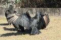 American vultures dry their wings, closeup Royalty Free Stock Photo