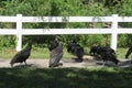 Black american vultures Coragyps atratus in the wild Royalty Free Stock Photo