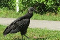 Black american vultures on the grass, closeup Royalty Free Stock Photo