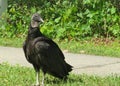 Black american vultures on the grass, closeup Royalty Free Stock Photo