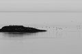 Black anda white image of a group of birds taking flight from an island. Royalty Free Stock Photo