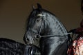 Black andalusian saddle horse portrait against dark stable barn Royalty Free Stock Photo