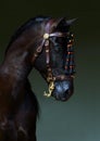 Black andalusian saddle horse portrait against dark stable barn