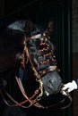 Black andalusian saddle horse portrait against dark stable barn Royalty Free Stock Photo