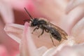 Black andrena solitary mining bee in pinkish flower Royalty Free Stock Photo