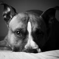 American staffordshire terrier black andwhite Royalty Free Stock Photo