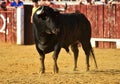 Black bull in spain on the bullring