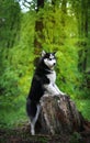 Black Angry Husky dog breed from the old stump