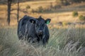 A Black Angus or Black Baldy young bull staring belligerently at the camera. Royalty Free Stock Photo