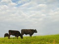 Black Angus Beef Cattle