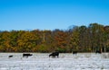 Black angus beef cattle cows bulls on snow covered autumn pasture Royalty Free Stock Photo