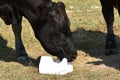 Angus cow licking from a salt block