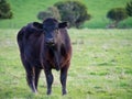 A Black Angus Beef Cow in a Paddock Trotting