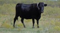 Black Angus with Broken Horn Royalty Free Stock Photo