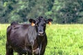 Black Angus brood cow to the left