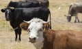 Black Angus and brown steers in paddock. Royalty Free Stock Photo