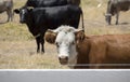 Black Angus and brown steers in paddock. Royalty Free Stock Photo