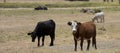 Black Angus and brown steers in paddock. Royalty Free Stock Photo