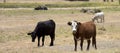 Black Angus and brown steers in paddock.