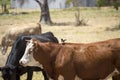 Black Angus and brown steers in paddock.