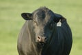 Black Angus bull Royalty Free Stock Photo
