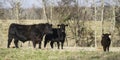 Black Angus bull, cow and calf Royalty Free Stock Photo