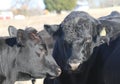 Black Angus Bull And Cow Faces Closeup