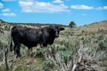 Black Angus Bull Cow In Green Sagebrush Rolling Hills